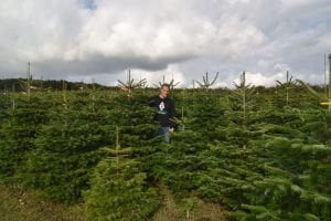Kerstbomen selecteren