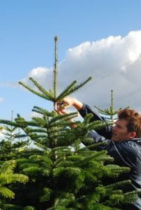 Kerstbomen - Kerstbomen selecteren