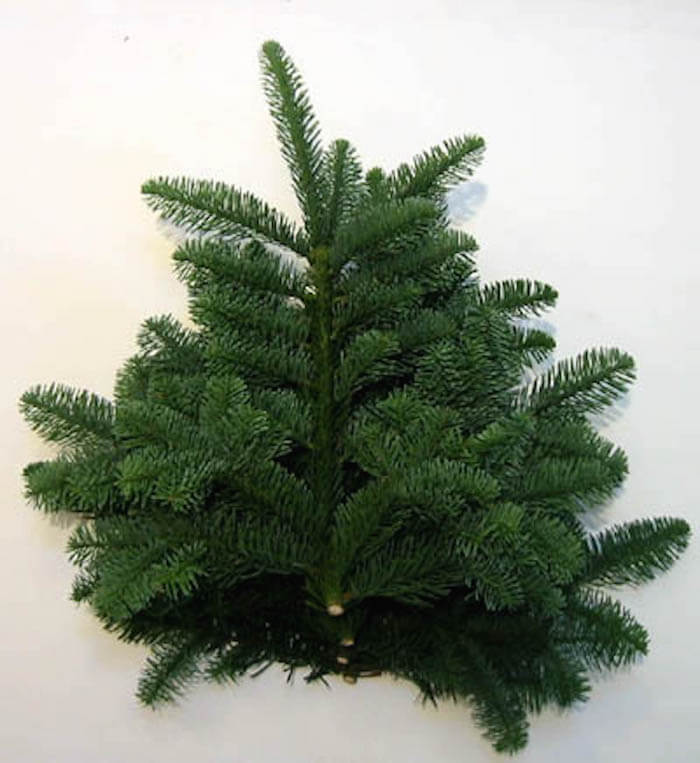 Nobilis decoratie takken