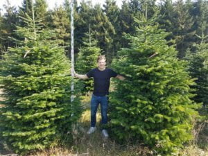Grote bomen in Denemarken
