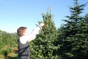 Kerstbomen Amsterdam