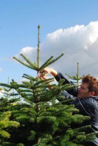 Selecteren Kerstboom