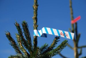Lintje in kerstboom