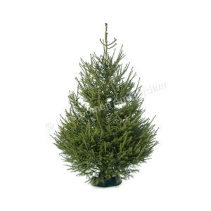 Spar Kerstboom