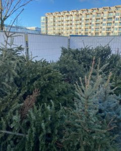 Kerstbomen recycling