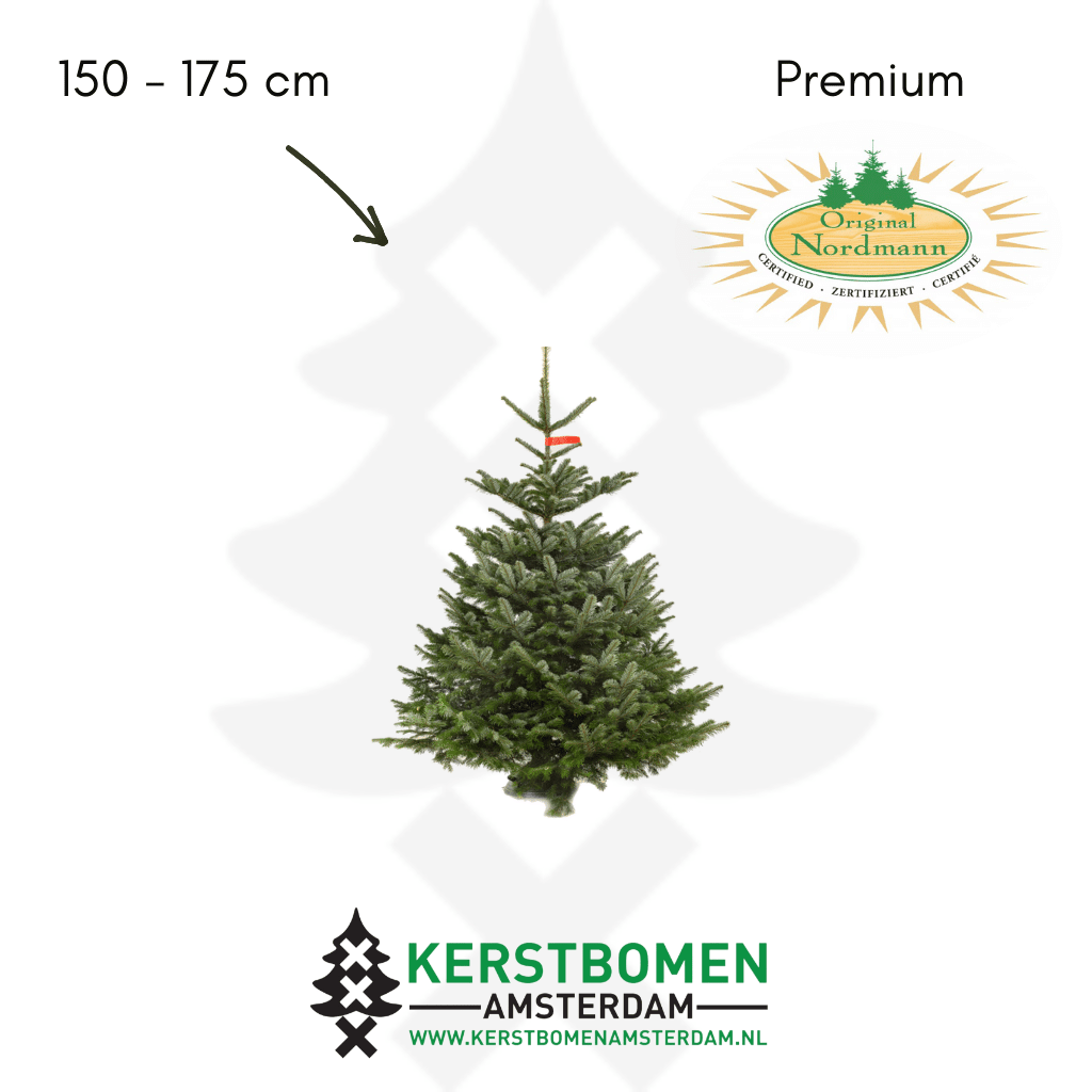 Nordmann kerstboom