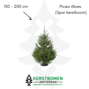 Spar kerstboom