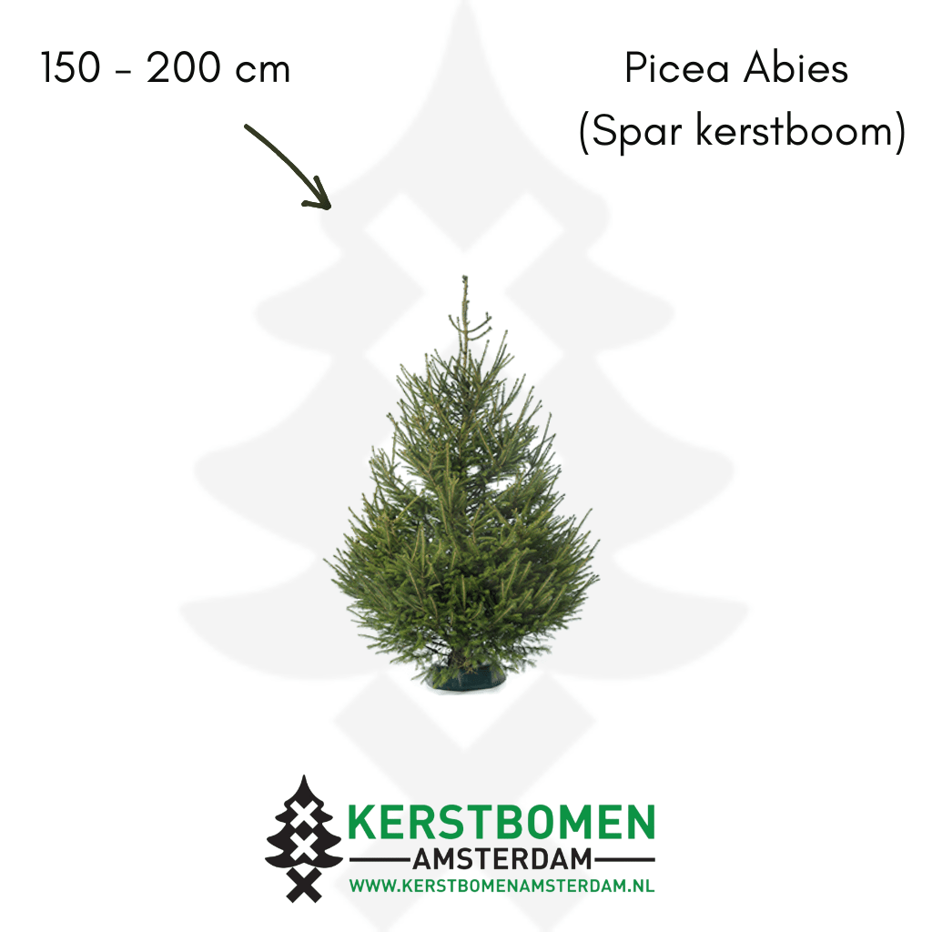 Spar kerstboom