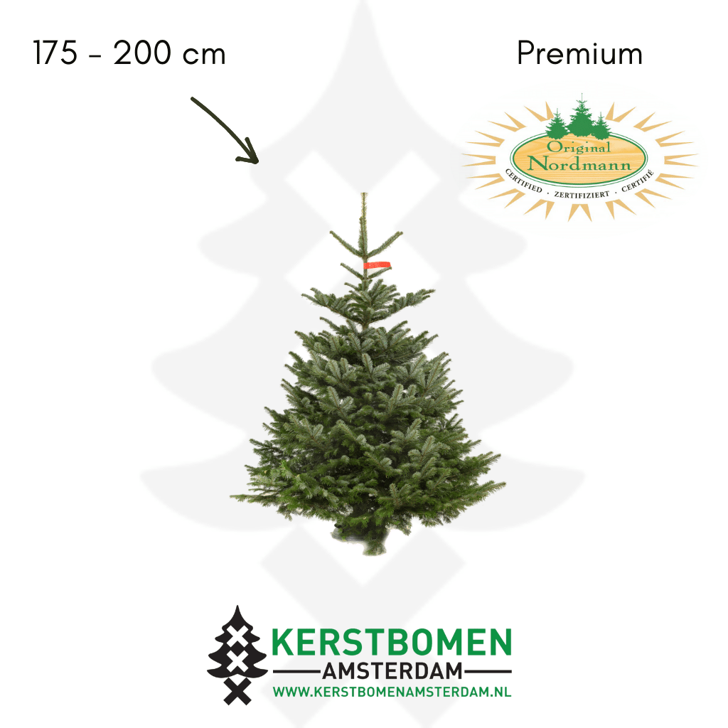Nordmann kerstboom