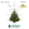 Nordmann kerstboom
