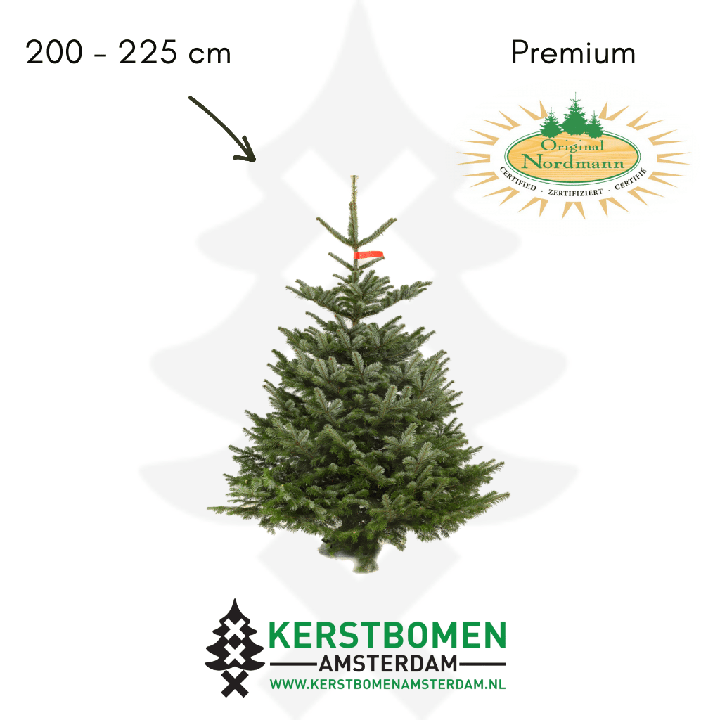 Nordmann kerstboom