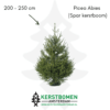 Spar kerstboom