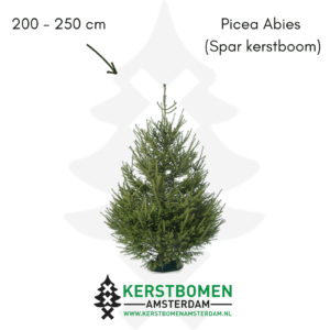 Spar kerstboom