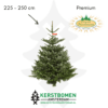 Nordmann kerstboom