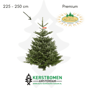 Nordmann kerstboom