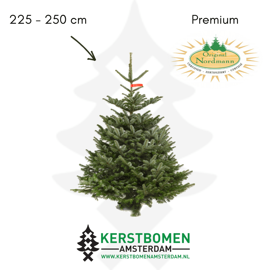 Nordmann kerstboom