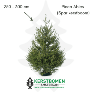 Spar kerstboom