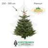 Nordmann kerstboom