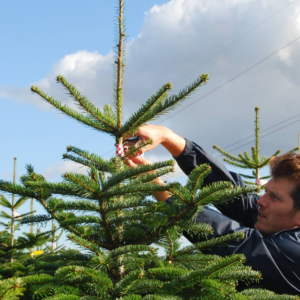 kerstboom kopen amsterdam