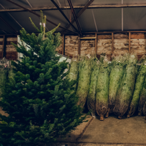 kerstboom bezorgen amsterdam