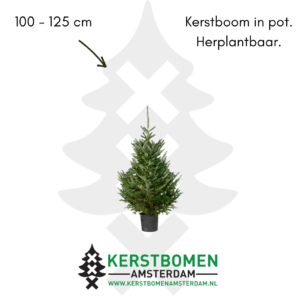 kerstboom met kluit