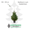 kerstboom met kluit