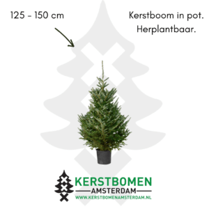 kerstboom met kluit