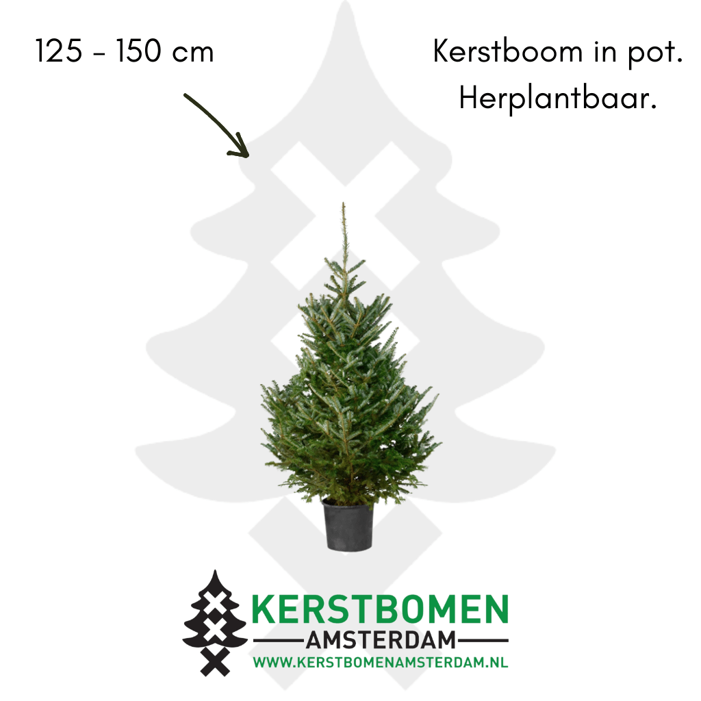 kerstboom met kluit