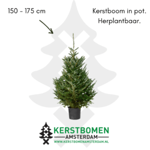 kerstboom met kluit