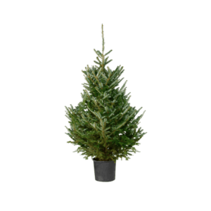 kerstboom met kluit