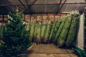 kerstboom online kopen