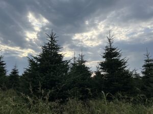 Grote kerstboom