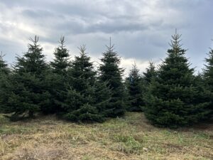 grote kerstbomen