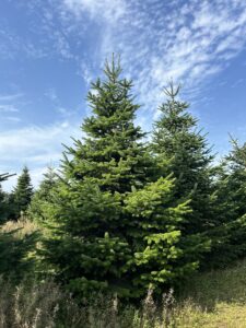 grote kerstbomen