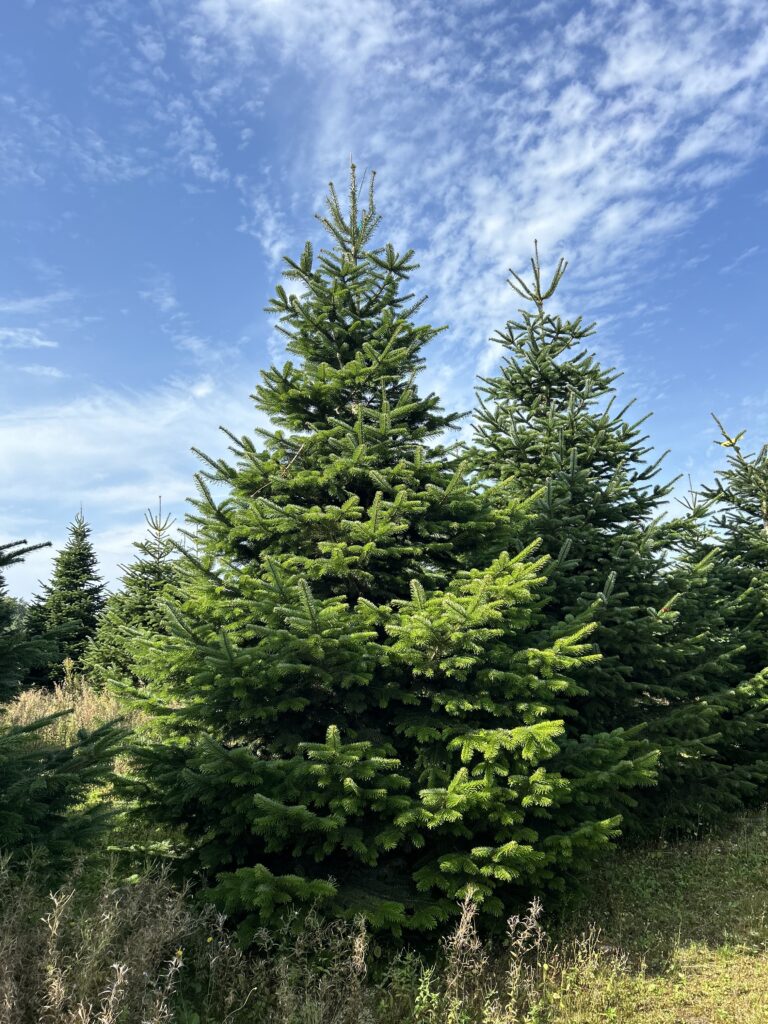 grote kerstbomen