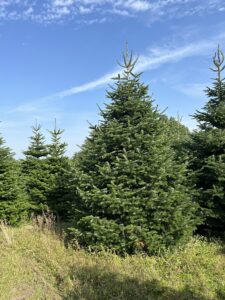 grote kerstboom
