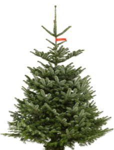 Kerstboom kopen Amsterdam