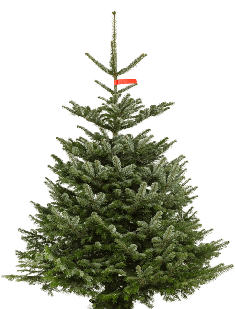 Kerstboom kopen Amsterdam