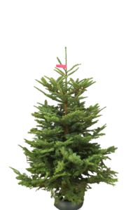 Nobilis kerstboom