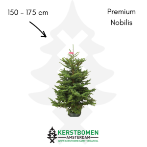 Nobilis kerstboom