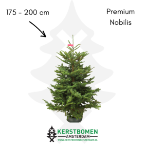 Nobilis kerstboom