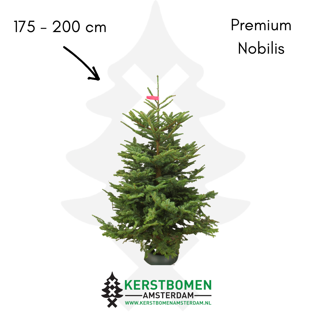 Nobilis kerstboom
