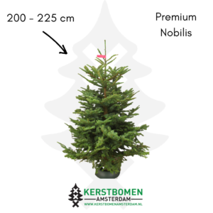 Nobilis kerstboom